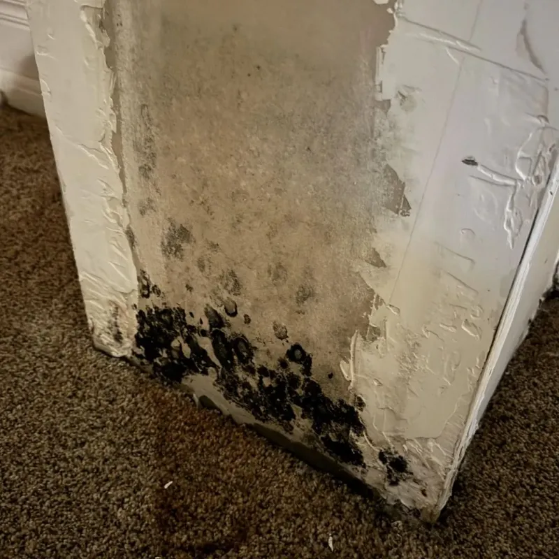 Professional Mold Removal in Nocatee, FL